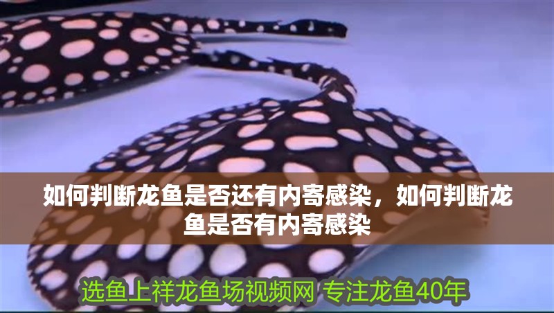 如何判斷龍魚是否還有內寄感染，如何判斷龍魚是否有內寄感染