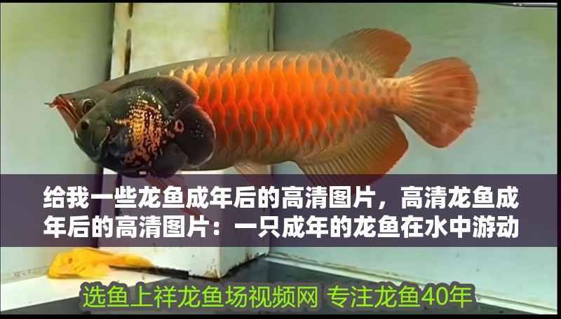 給我一些龍魚(yú)成年后的高清圖片，高清龍魚(yú)成年后的高清圖片：一只成年的龍魚(yú)在水中游動(dòng)
