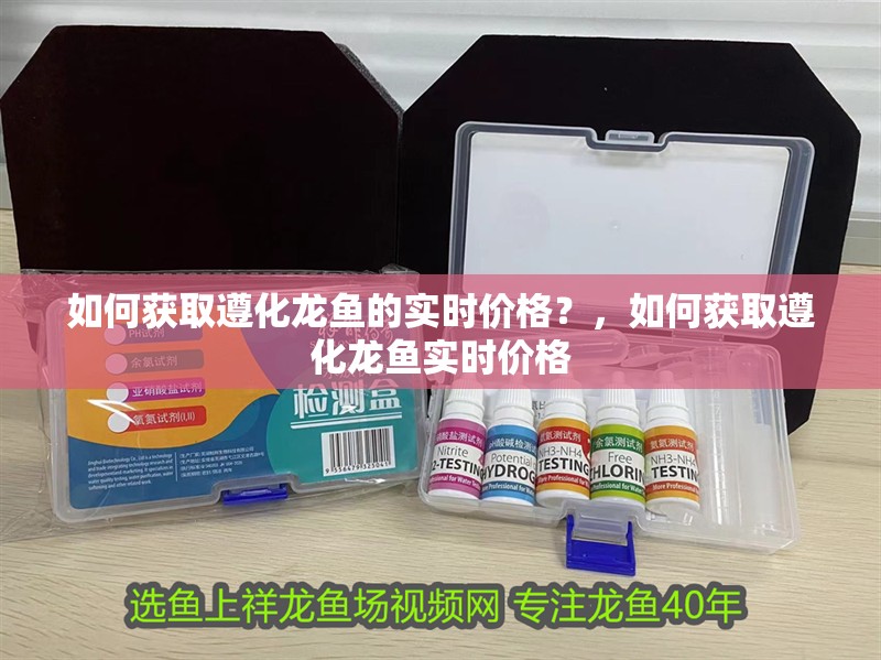 如何獲取遵化龍魚的實時價格？，如何獲取遵化龍魚實時價格