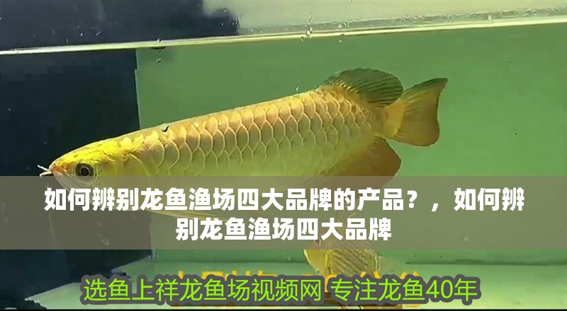如何辨別龍魚漁場四大品牌的產品？，如何辨別龍魚漁場四大品牌