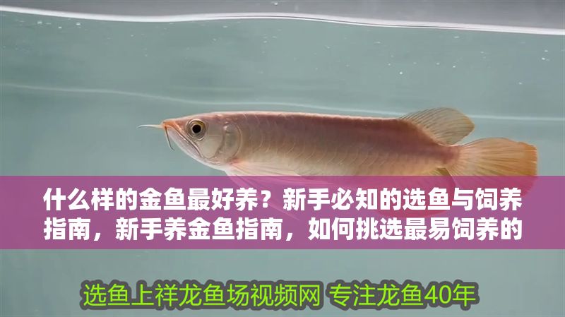什么樣的金魚最好養?新手必知的選魚與飼養指南,新手養金魚指南,如何挑選最易飼養的金魚品種 龍魚百科 第1張 什么樣的金魚最好養?新手必知的選魚與飼養指南,新手養金魚指南,如何挑選最易飼養的金魚品種 什么樣的金魚最好養?新手必知的選魚與飼養指南,新手養金魚指南,如何挑選最易飼養的金魚品種 龍魚百科 第1張