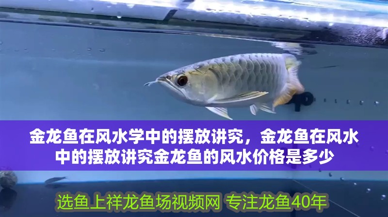 金龍魚在風水學中的擺放講究，金龍魚在風水中的擺放講究金龍魚的風水價格是多少