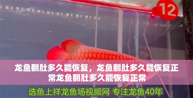 龍魚翻肚多久能恢復，龍魚翻肚多久能恢復正常龍魚翻肚多久能恢復正常
