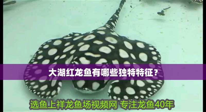 大湖紅龍魚有哪些獨特特征？