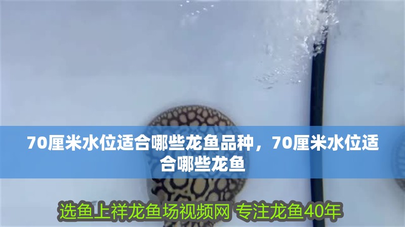 70厘米水位適合哪些龍魚品種，70厘米水位適合哪些龍魚