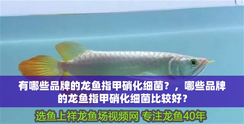 有哪些品牌的龍魚指甲硝化細(xì)菌？，哪些品牌的龍魚指甲硝化細(xì)菌比較好？