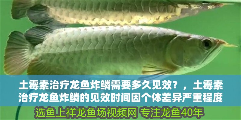 土霉素治療龍魚炸鱗需要多久見效？，土霉素治療龍魚炸鱗的見效時間因個體差異嚴重程度而異