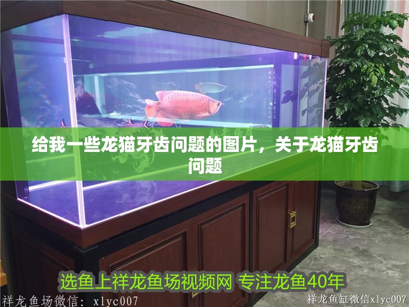 給我一些龍貓牙齒問題的圖片，關于龍貓牙齒問題