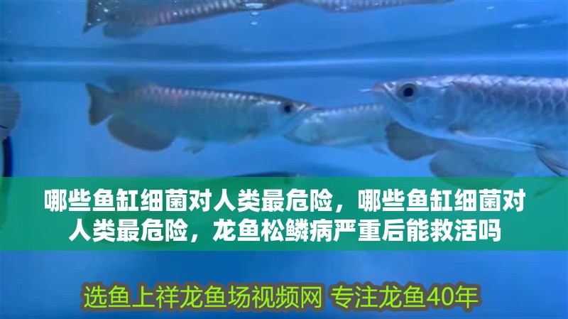 哪些魚缸細菌對人類最危險，哪些魚缸細菌對人類最危險，龍魚松鱗病嚴重后能救活嗎