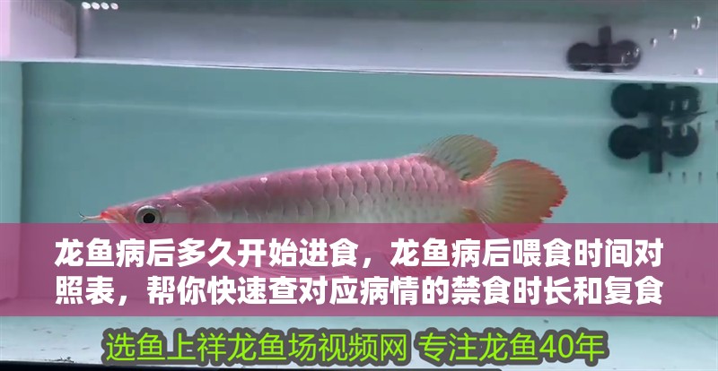 龍魚病后多久開始進食，龍魚病后喂食時間對照表，幫你快速查對應病情的禁食時長和復食建議