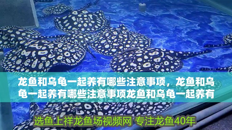龍魚和烏龜一起養(yǎng)有哪些注意事項，龍魚和烏龜一起養(yǎng)有哪些注意事項龍魚和烏龜一起養(yǎng)有哪些注意事項