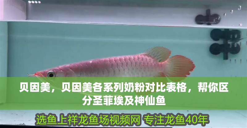 貝因美，貝因美各系列奶粉對比表格，幫你區(qū)分圣菲埃及神仙魚