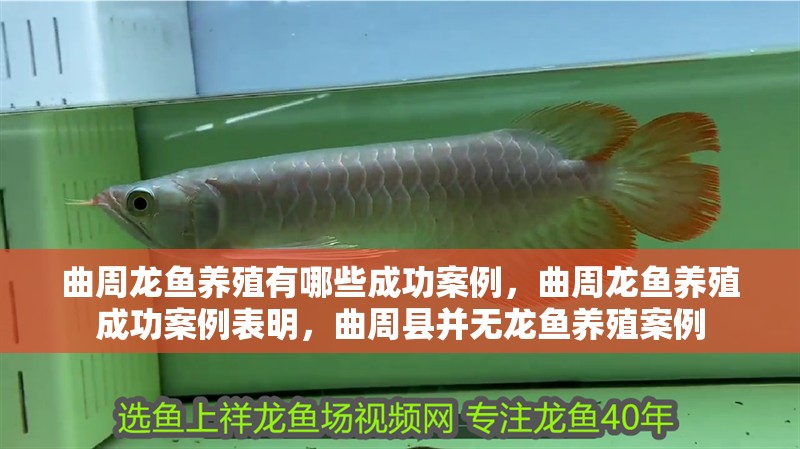 曲周龍魚養殖有哪些成功案例，曲周龍魚養殖成功案例表明，曲周縣并無龍魚養殖案例