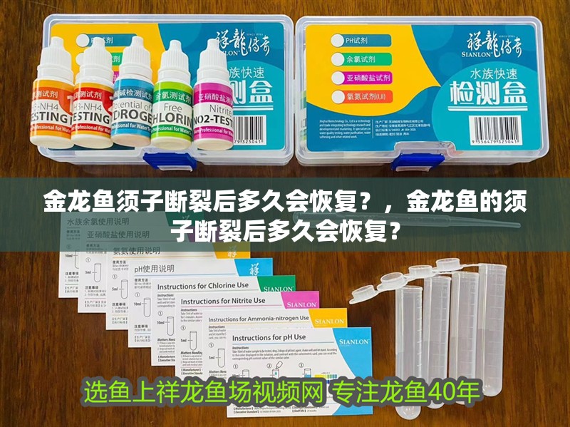 金龍魚須子斷裂后多久會恢復(fù)？，金龍魚的須子斷裂后多久會恢復(fù)？
