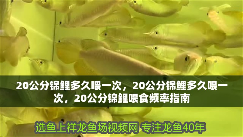 20公分錦鯉多久喂一次，20公分錦鯉多久喂一次，20公分錦鯉喂食頻率指南