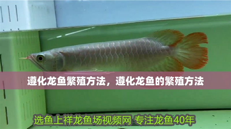 遵化龍魚繁殖方法，遵化龍魚的繁殖方法