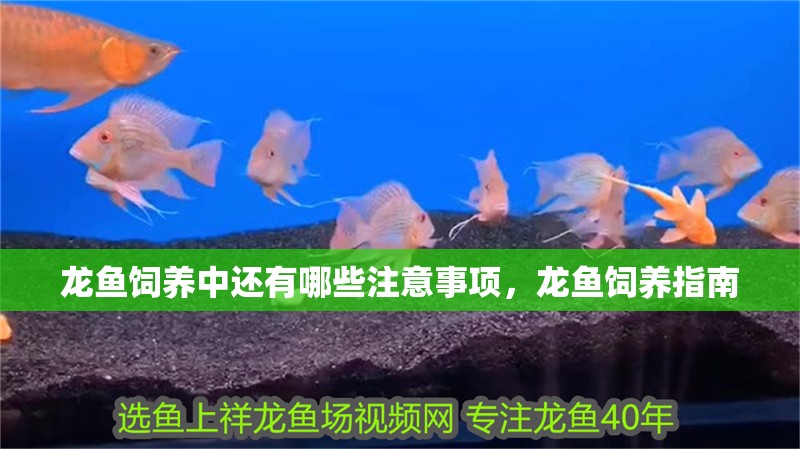 龍魚飼養(yǎng)中還有哪些注意事項，龍魚飼養(yǎng)指南