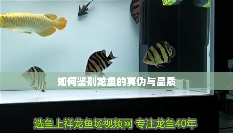 如何鑒別龍魚的真?zhèn)闻c品質(zhì)