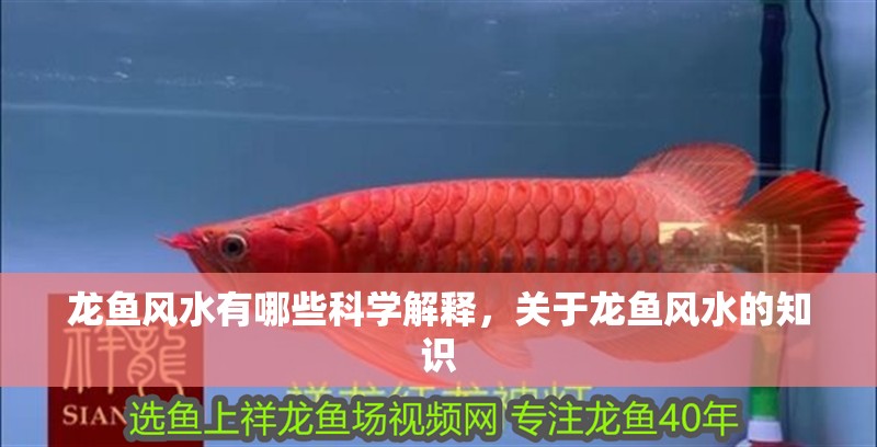 龍魚風水有哪些科學解釋，關于龍魚風水的知識