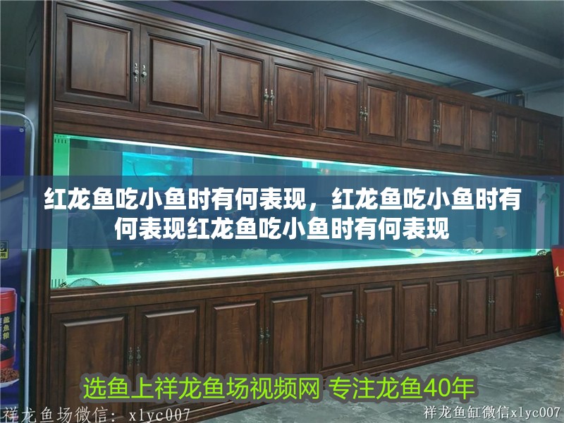 紅龍魚吃小魚時有何表現，紅龍魚吃小魚時有何表現紅龍魚吃小魚時有何表現