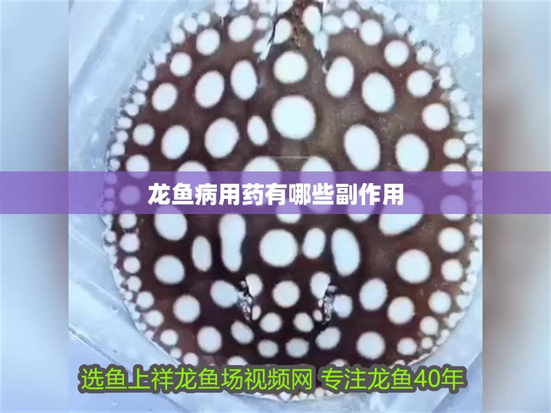 龍魚病用藥有哪些副作用
