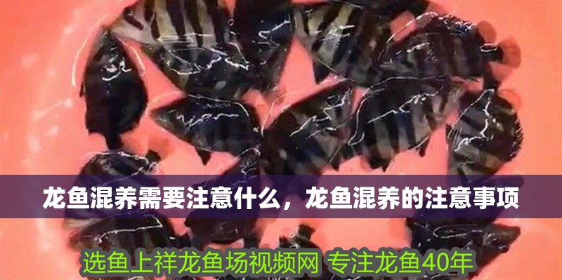 龍魚混養需要注意什么，龍魚混養的注意事項