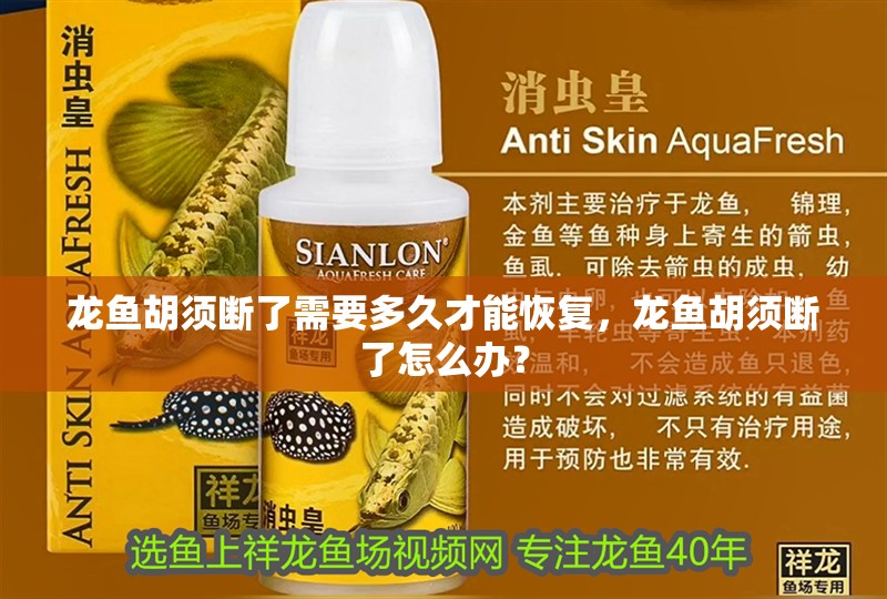 龍魚胡須斷了需要多久才能恢復(fù)，龍魚胡須斷了怎么辦？