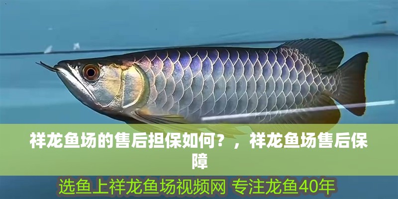 祥龍魚場的售后擔保如何？，祥龍魚場售后保障