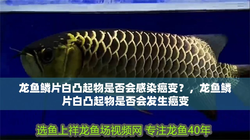 龍魚鱗片白凸起物是否會感染癌變？，龍魚鱗片白凸起物是否會發生癌變