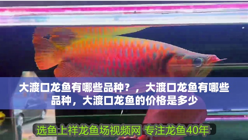 大渡口龍魚有哪些品種？，大渡口龍魚有哪些品種，大渡口龍魚的價格是多少