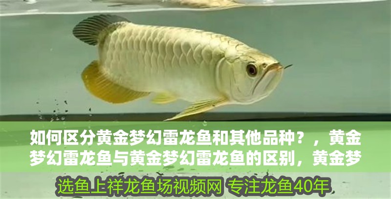 如何區分黃金夢幻雷龍魚和其他品種？，黃金夢幻雷龍魚與黃金夢幻雷龍魚的區別，黃金夢幻雷龍魚