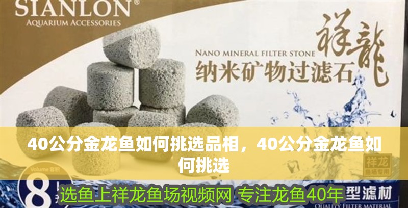40公分金龍魚如何挑選品相，40公分金龍魚如何挑選