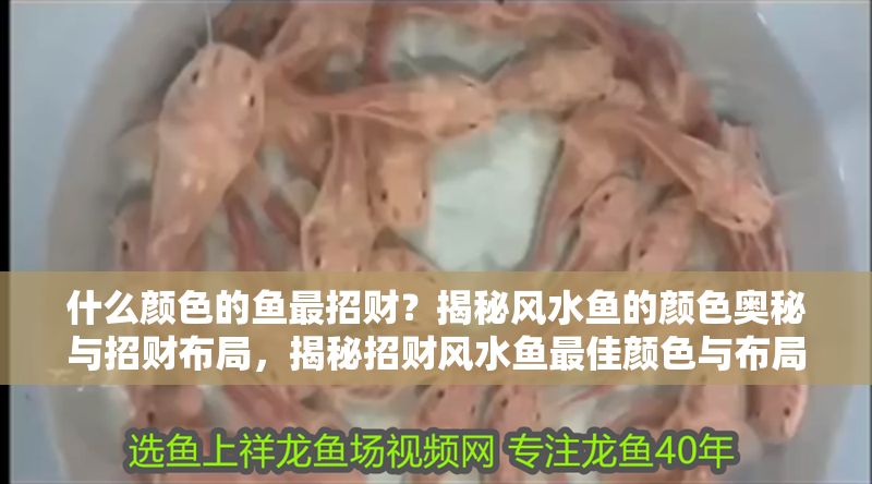 什么顏色的魚最招財？揭秘風水魚的顏色奧秘與招財布局，揭秘招財風水魚最佳顏色與布局奧秘