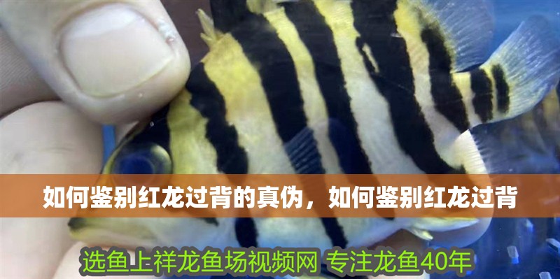 如何鑒別紅龍過背的真偽，如何鑒別紅龍過背
