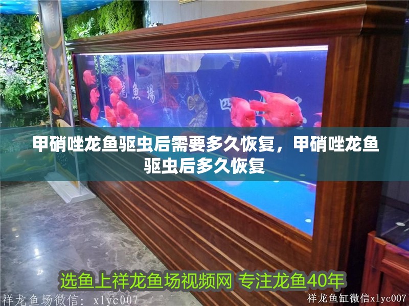 甲硝唑龍魚驅蟲后需要多久恢復，甲硝唑龍魚驅蟲后多久恢復