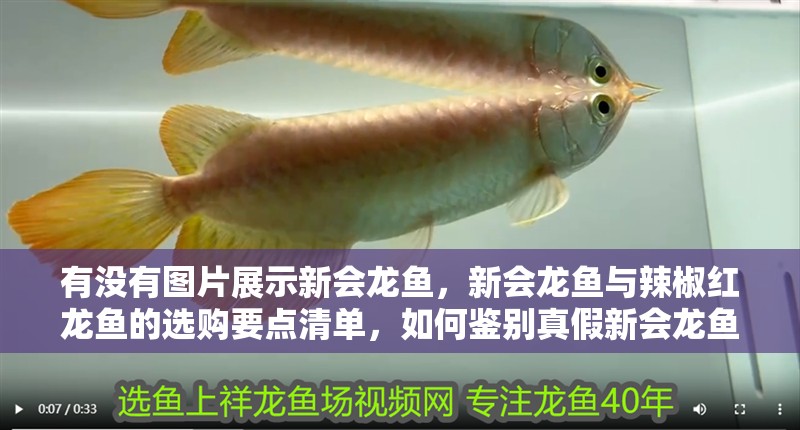 有沒有圖片展示新會龍魚，新會龍魚與辣椒紅龍魚的選購要點清單，如何鑒別真假新會龍魚