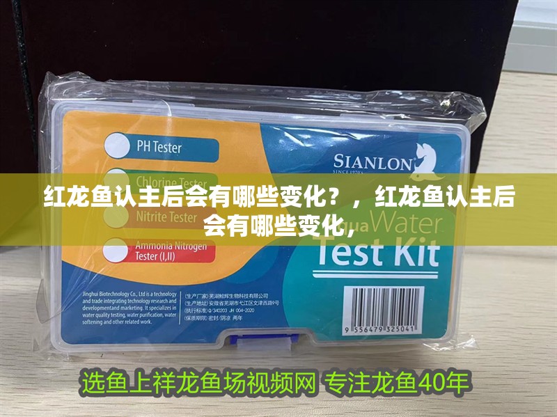 紅龍魚認主后會有哪些變化？，紅龍魚認主后會有哪些變化，