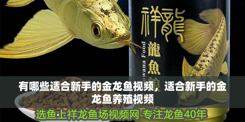 有哪些適合新手的金龍魚視頻，適合新手的金龍魚養殖視頻