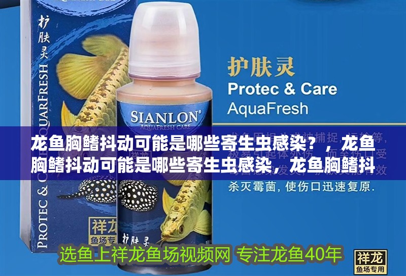 龍魚胸鰭抖動可能是哪些寄生蟲感染？，龍魚胸鰭抖動可能是哪些寄生蟲感染，龍魚胸鰭抖動可能是哪些癥狀