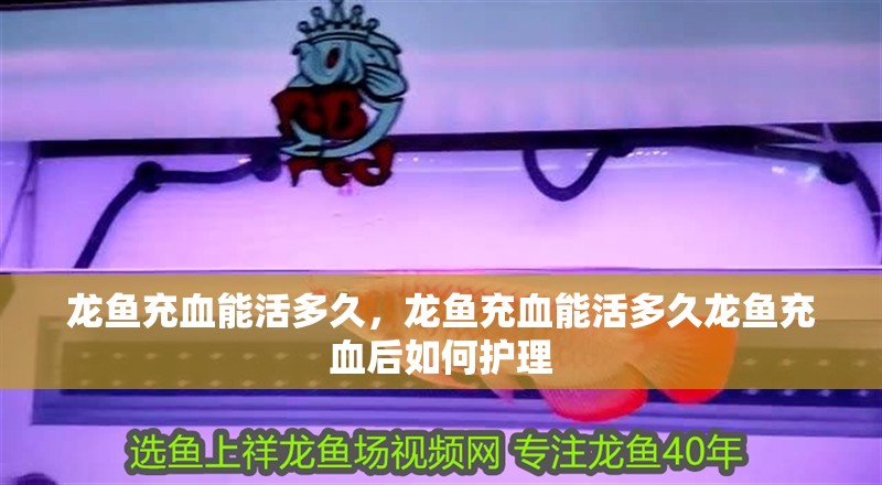 龍魚充血能活多久，龍魚充血能活多久龍魚充血后如何護理