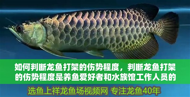 如何判斷龍魚打架的傷勢程度，判斷龍魚打架的傷勢程度是養魚愛好者和水族館工作人員的意見