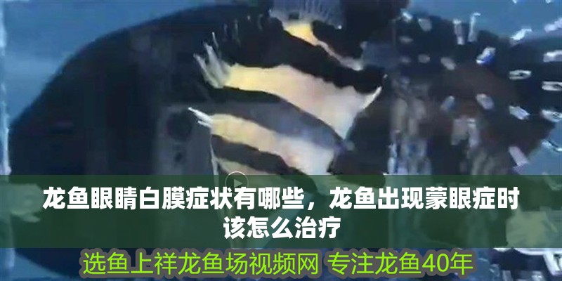龍魚眼睛白膜癥狀有哪些，龍魚出現蒙眼癥時該怎么治療