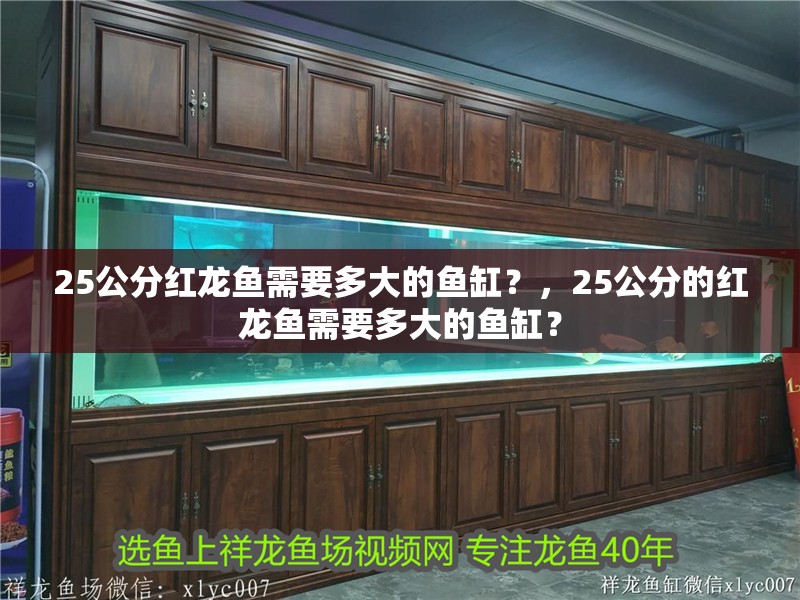 25公分紅龍魚需要多大的魚缸？，25公分的紅龍魚需要多大的魚缸？
