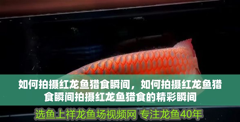 如何拍攝紅龍魚獵食瞬間，如何拍攝紅龍魚獵食瞬間拍攝紅龍魚獵食的精彩瞬間