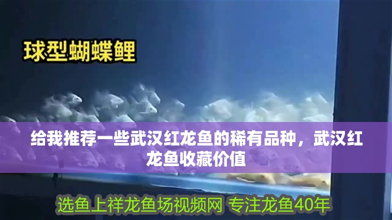 給我推薦一些武漢紅龍魚的稀有品種，武漢紅龍魚收藏價值