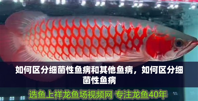 如何區分細菌性魚病和其他魚病，如何區分細菌性魚病