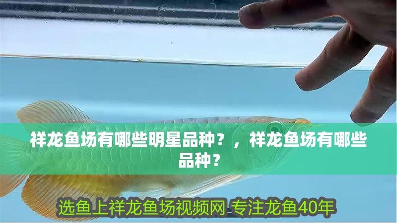 祥龍魚場有哪些明星品種？，祥龍魚場有哪些品種？