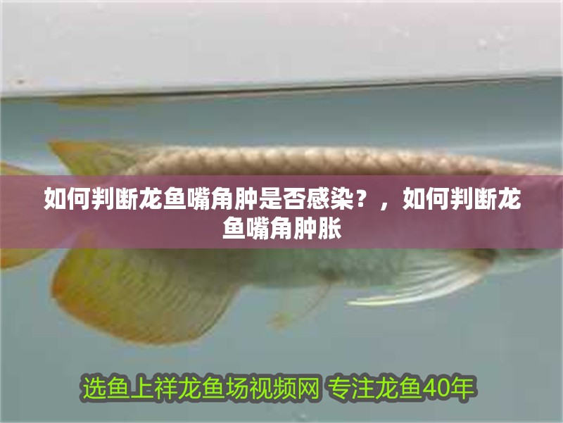 如何判斷龍魚嘴角腫是否感染？，如何判斷龍魚嘴角腫脹