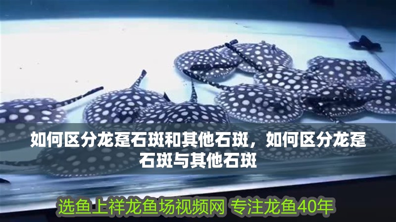 如何區分龍躉石斑和其他石斑，如何區分龍躉石斑與其他石斑
