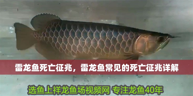 雷龍魚死亡征兆，雷龍魚常見的死亡征兆詳解